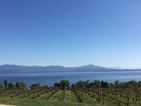 2017-04-23 17-11-56 57b74520  vines and lake